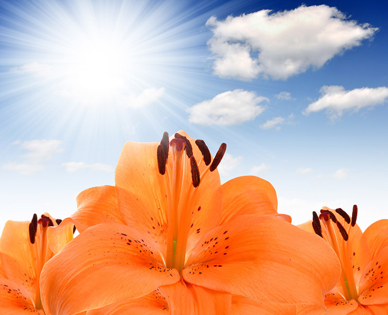 flowers flowers  / hydrangea flowers