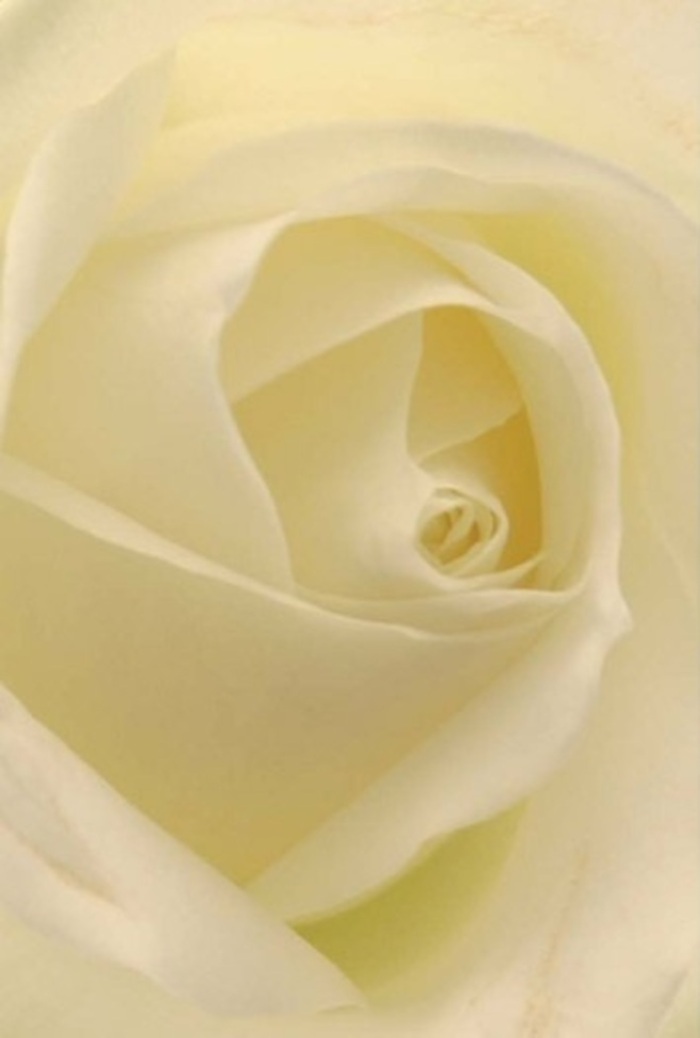 Viewed in close focus, this exquisite white rose-expertly selected by Chingford florists-draws you into its tranquil core. Smooth shades of white and creamy ivory blend seamlessly, illuminated as though the bloom radiates its own gentle light. The effect is one of utmost sophistication and peace, mirroring the quiet moments found beside Connaught Water or in the tree-lined avenues branching through Chingford. Each spiral of the rose's heart stands as a symbol of purity and quiet resilience-perfect for honouring deep emotions, whether a romantic gesture, a heartfelt apology, or an elegant wedding at the heart of the local community. Subtle gradients, soft shadows, and a nearly translucent sheen enrich every petal, much like the understated beauty of Chingford's parklands. This bloom seems to carry an unspoken, serene fragrance-clean and appropriate for any occasion-while its composition testifies to the care and creativity of Chingford's floral craft.